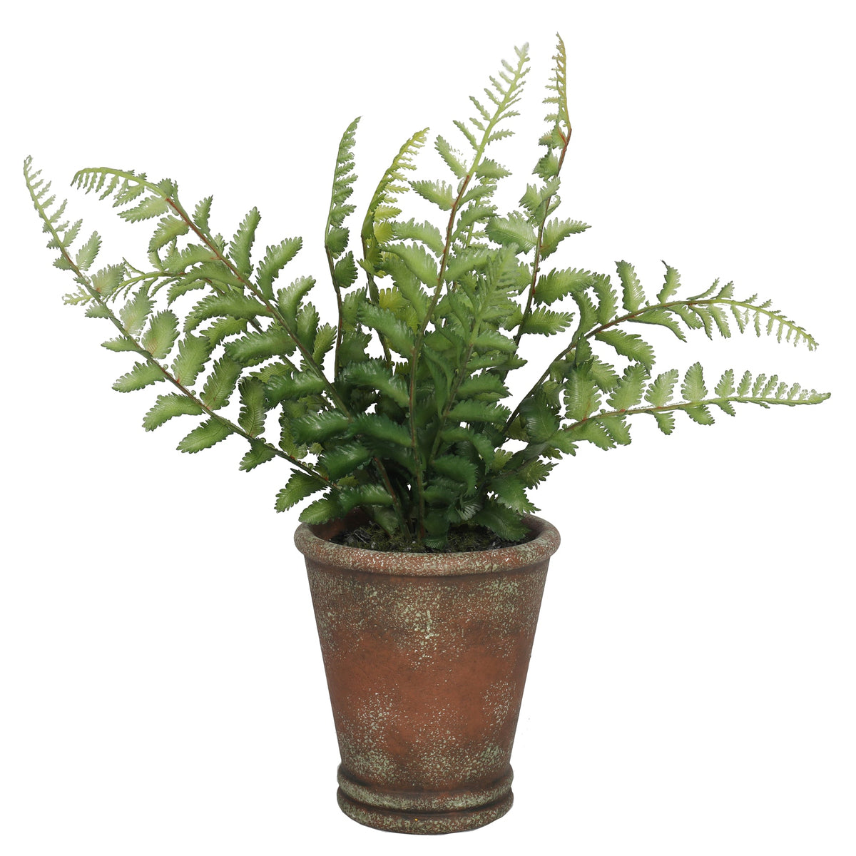 Fern 38CM Plants| Roots Furniture
