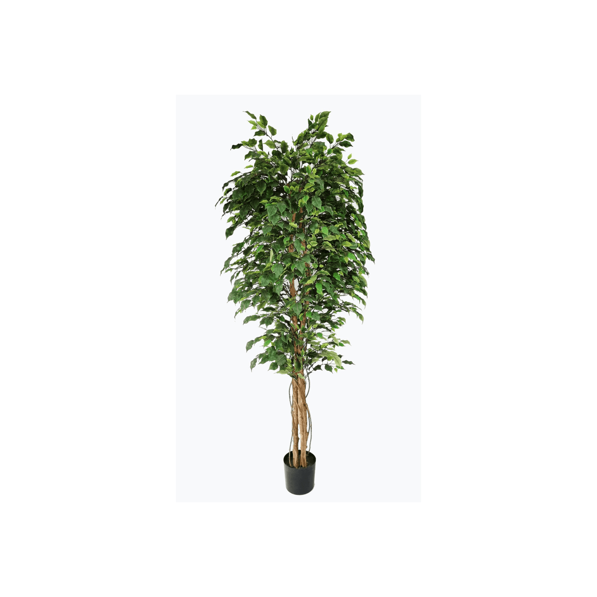 Ficus tree - 210cm Plants| Roots Furniture