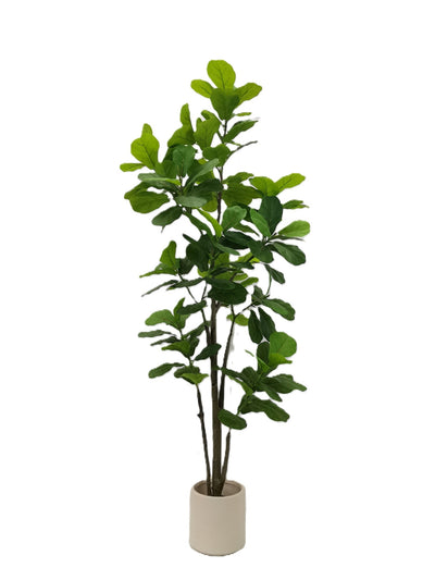 Fiddle leaf tree - Al Rugaib Furniture