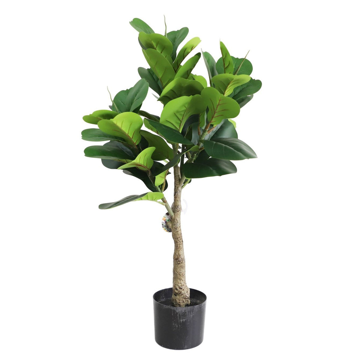 Fiddle tree Plants| Roots Furniture