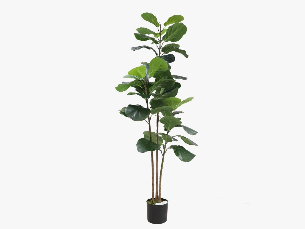 Fiddle tree Plants| Roots Furniture