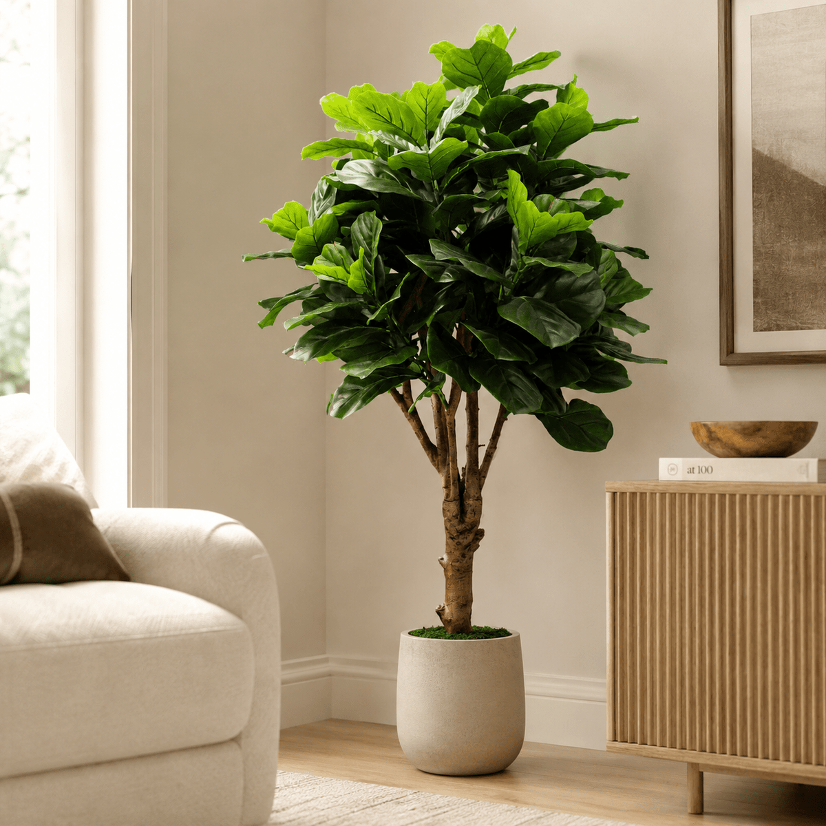 Fiddle tree Plants| Roots Furniture