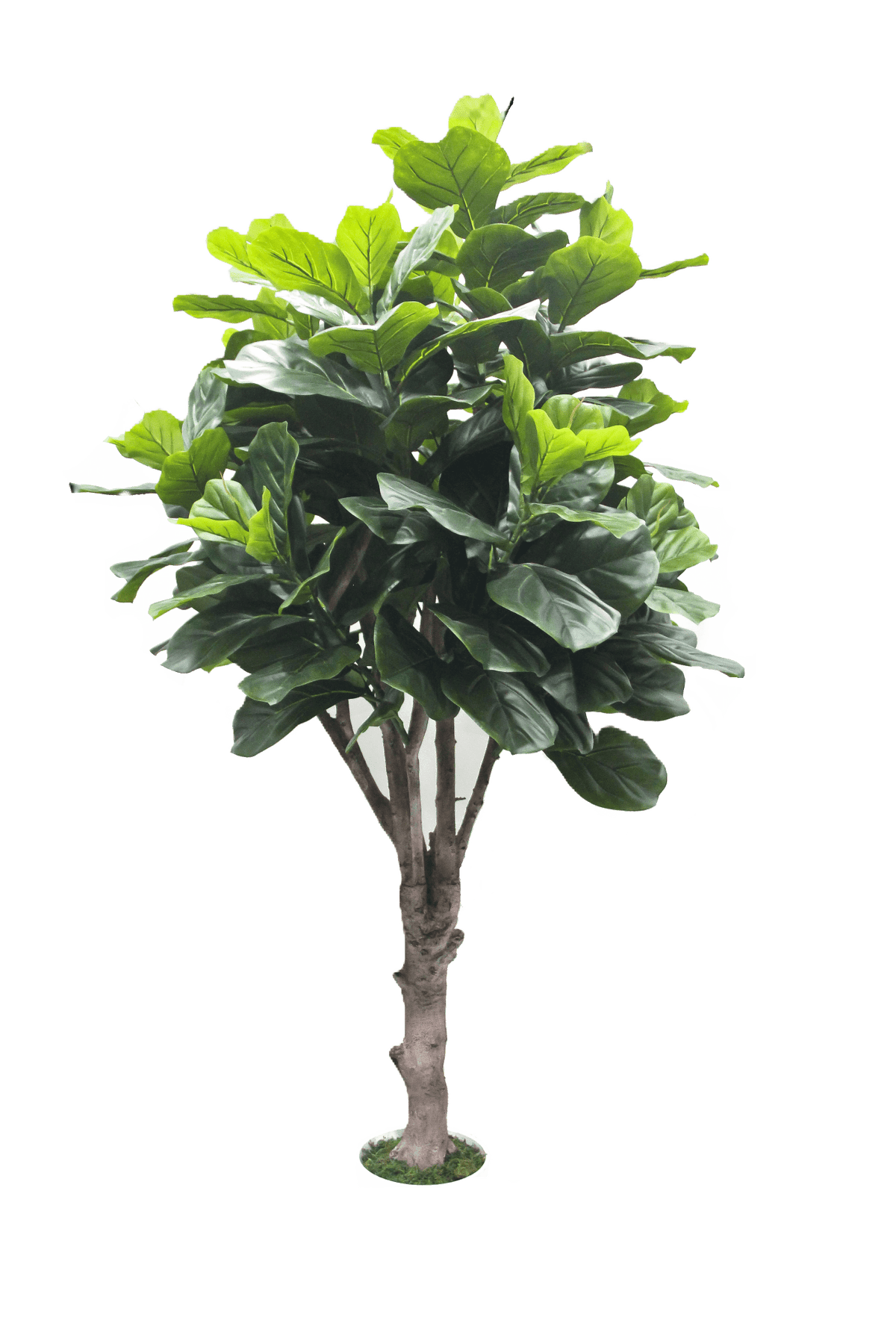 Fiddle tree Plants| Roots Furniture
