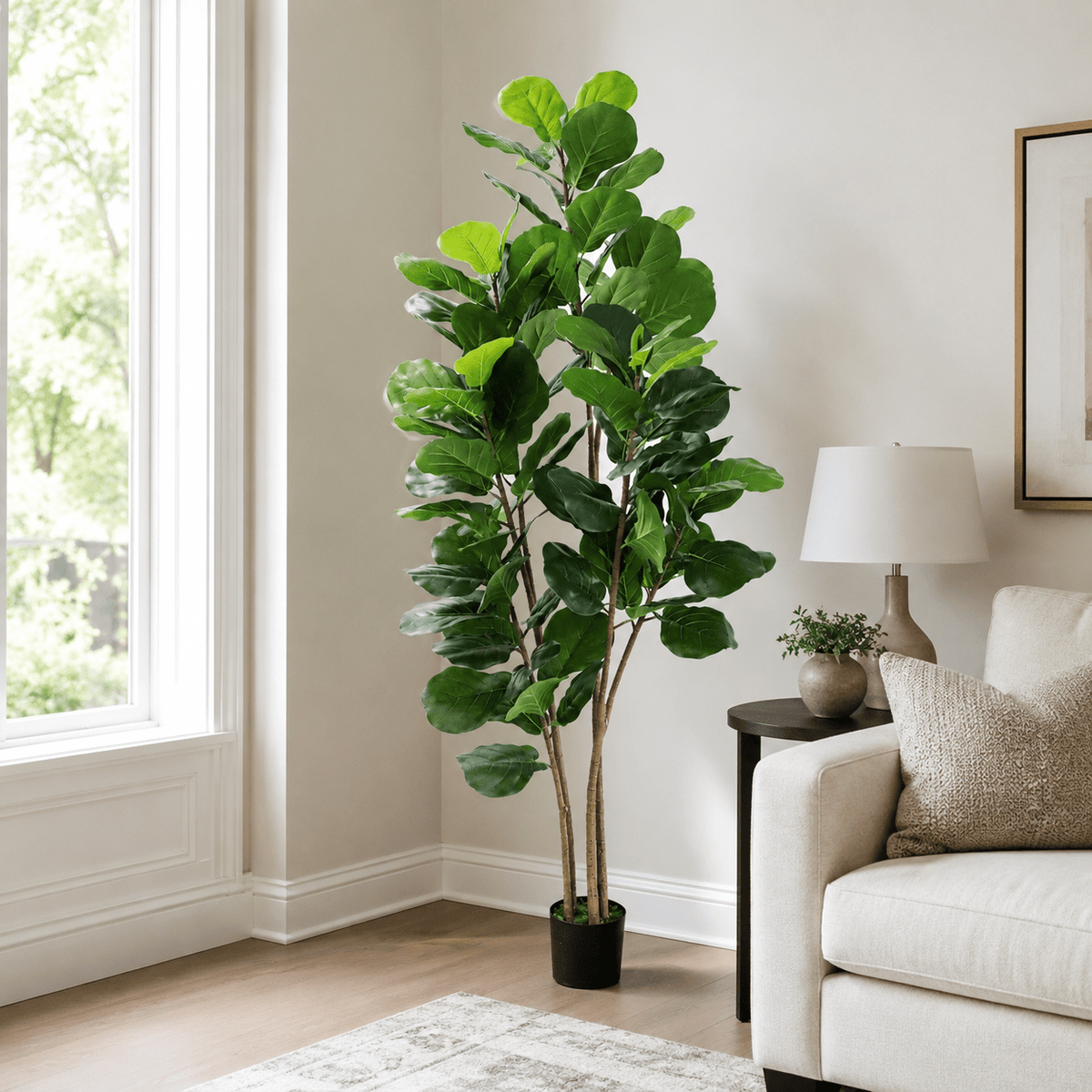 Fiddle tree Plants| Roots Furniture