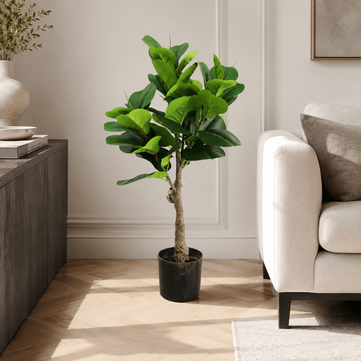 Fiddle tree Plants| Roots Furniture