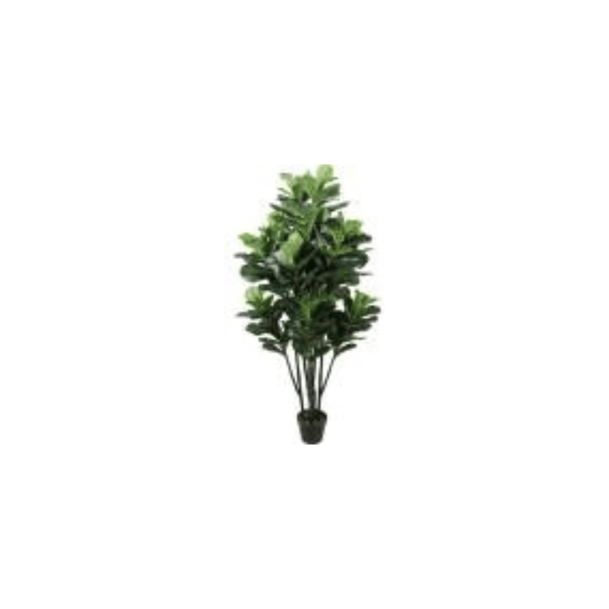 Gourd Tree Plants| Roots Furniture