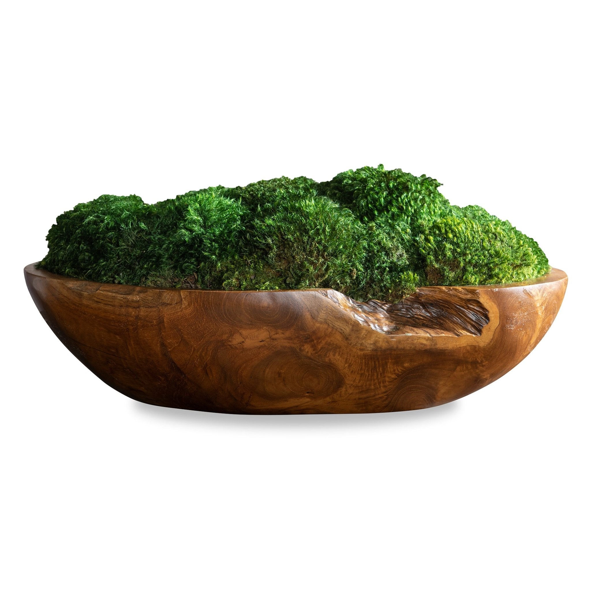 KINSALE MOSS CENTERPIECE Plants| Uttermost