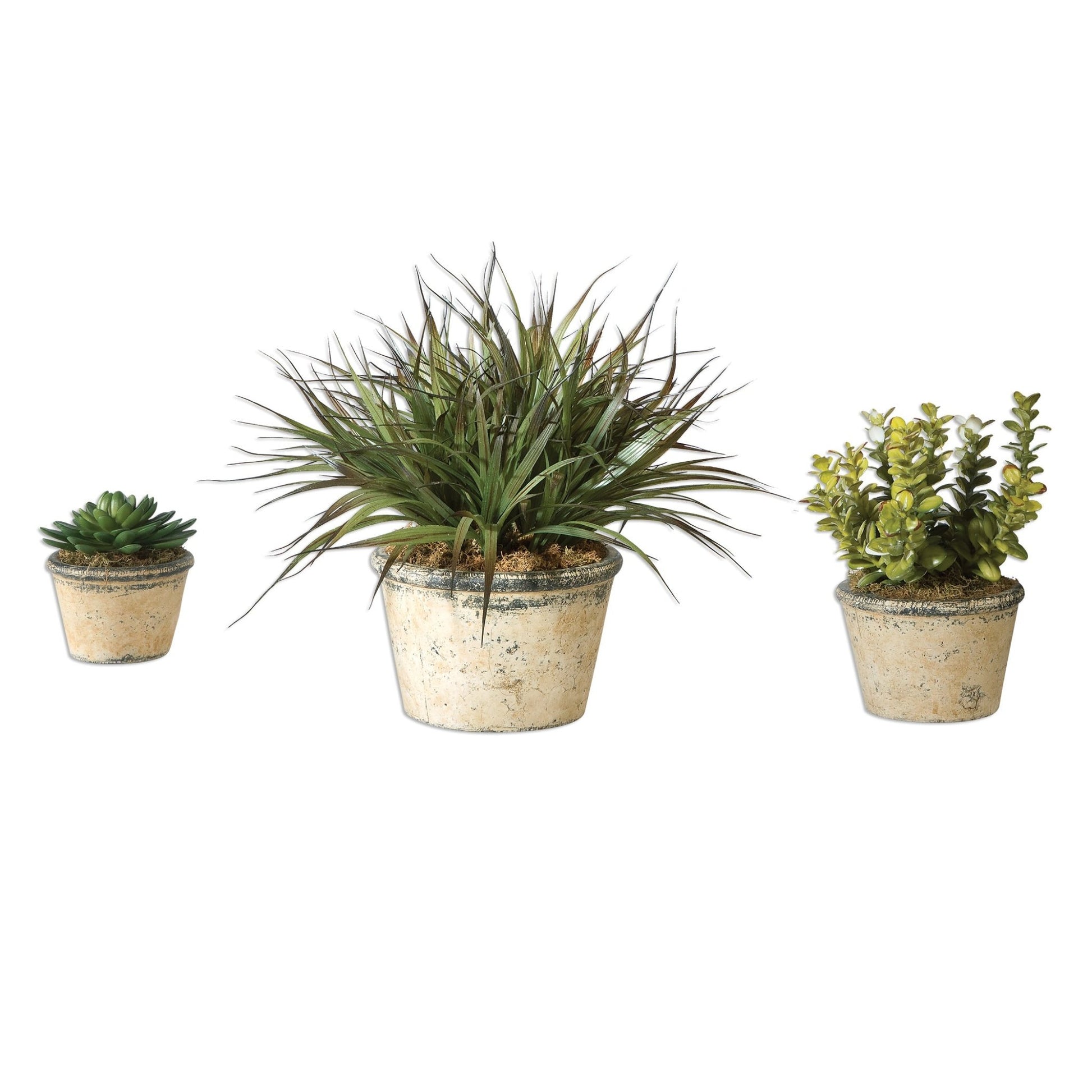 La Costa Greenery, S/3 Plants| Uttermost