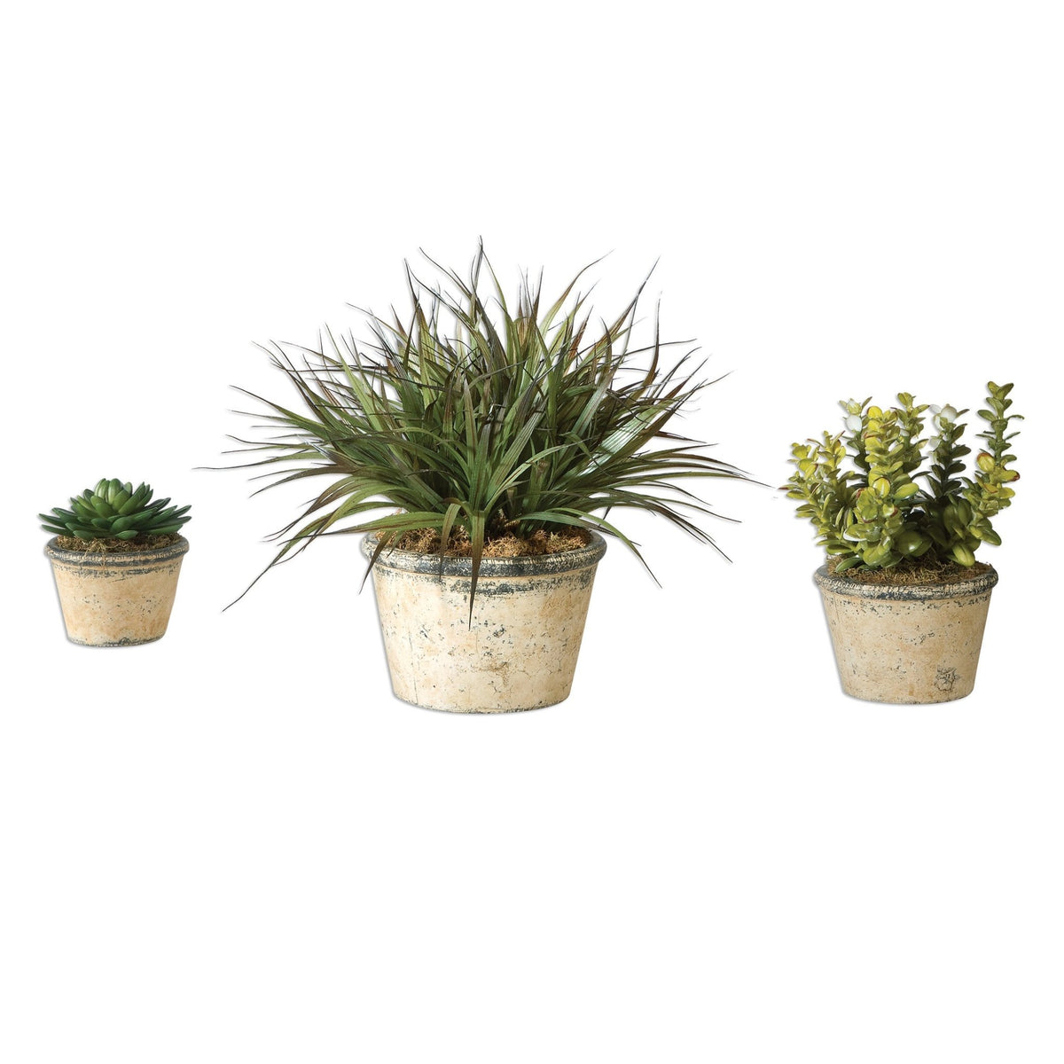 La Costa Greenery, S/3 Plants| Uttermost
