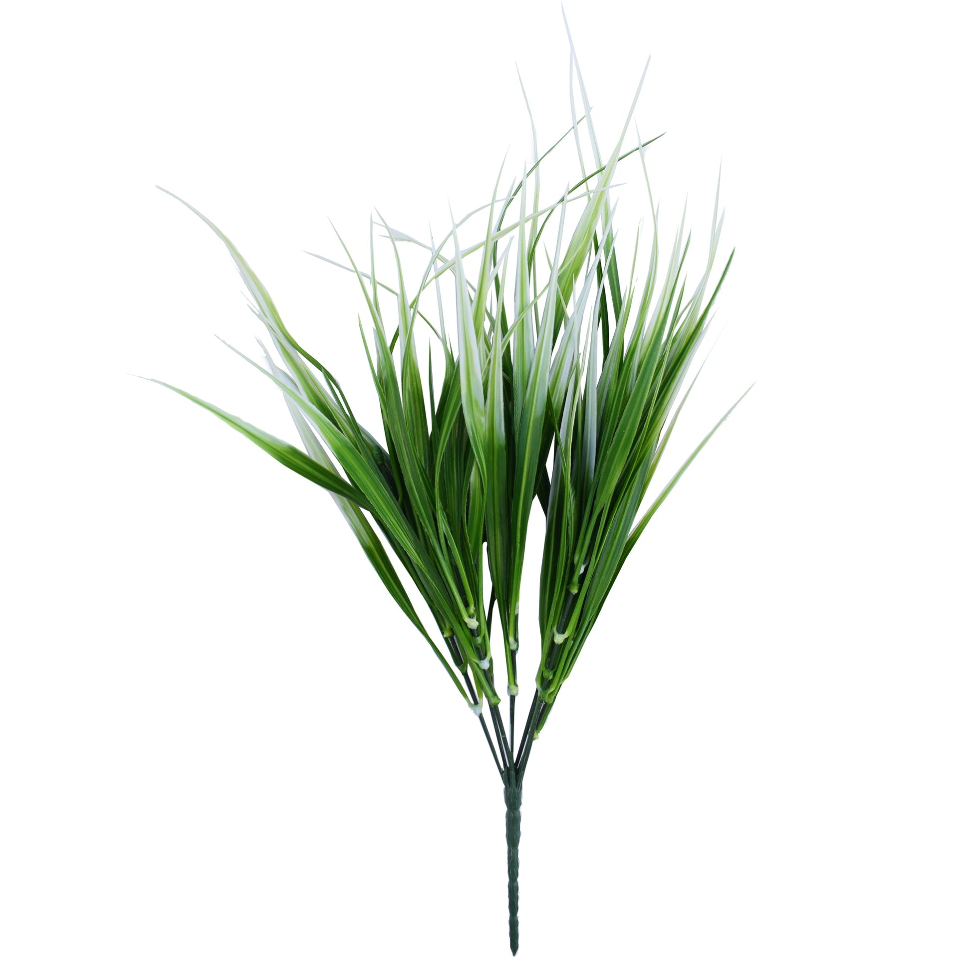 Long Green Leaf with white edge Plants| Roots Furniture