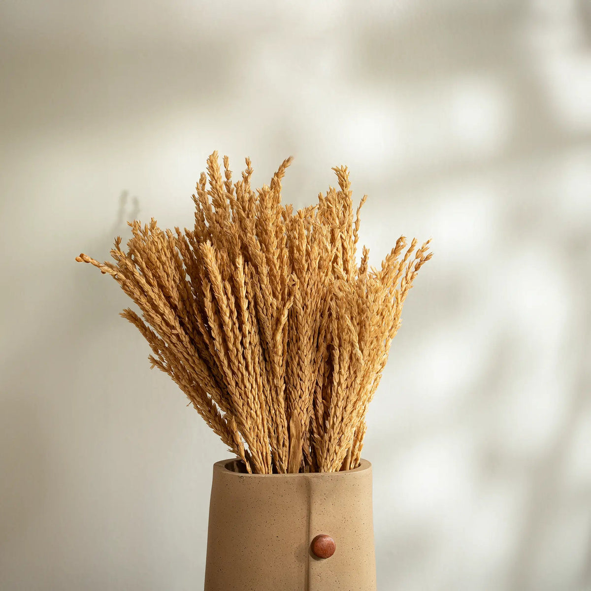 Malar maize grass bunch Plants| Roots Furniture