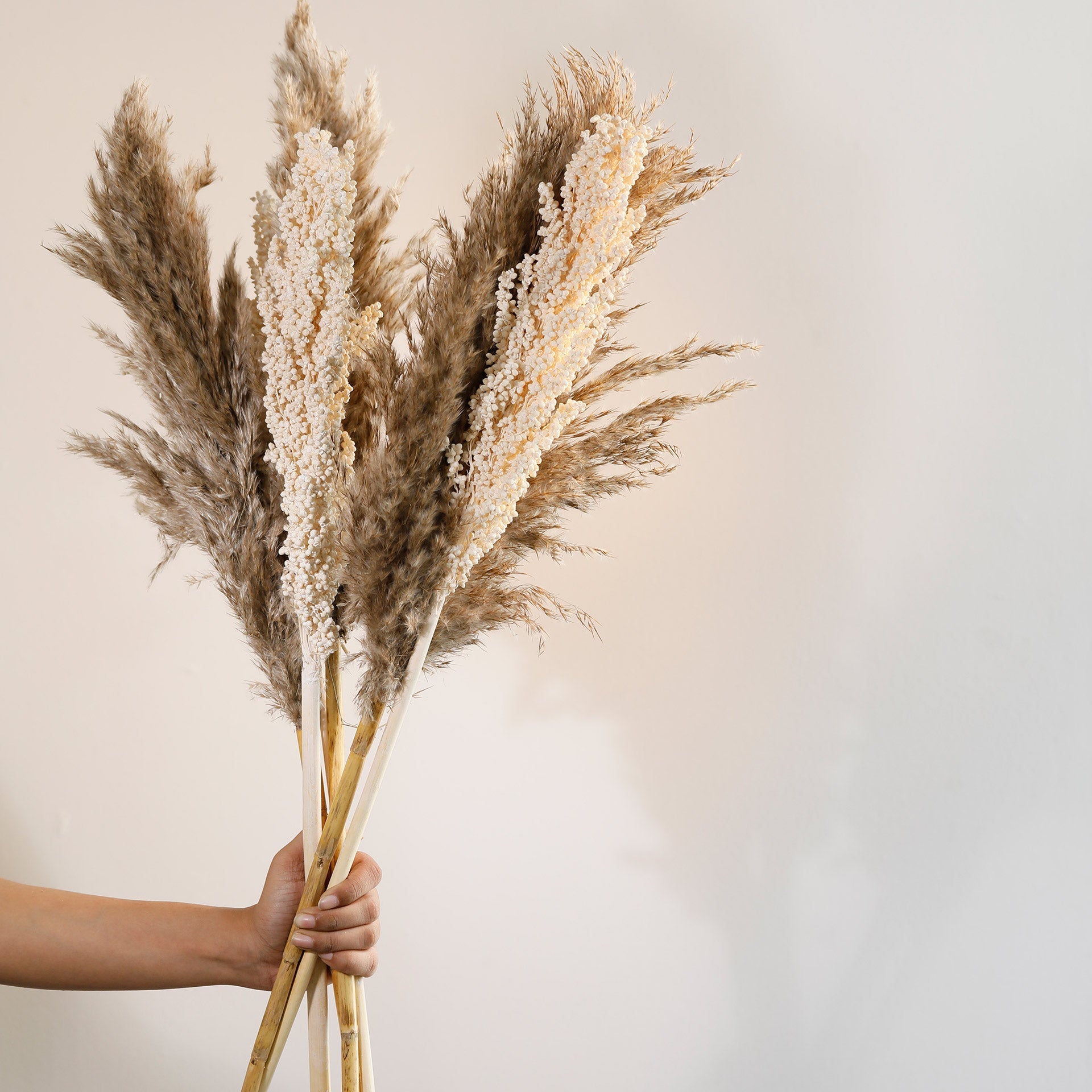 Malar pampas & sorghum stem bundle Plants| Roots Furniture
