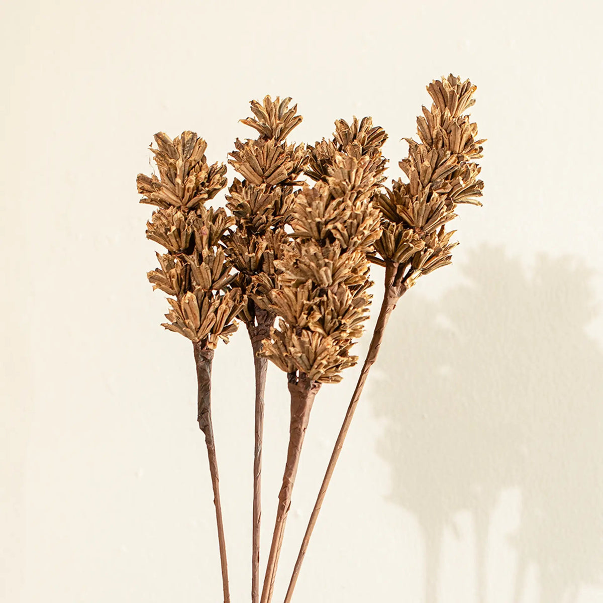 Malar sesame seed brown Set of 5 Plants| Roots Furniture