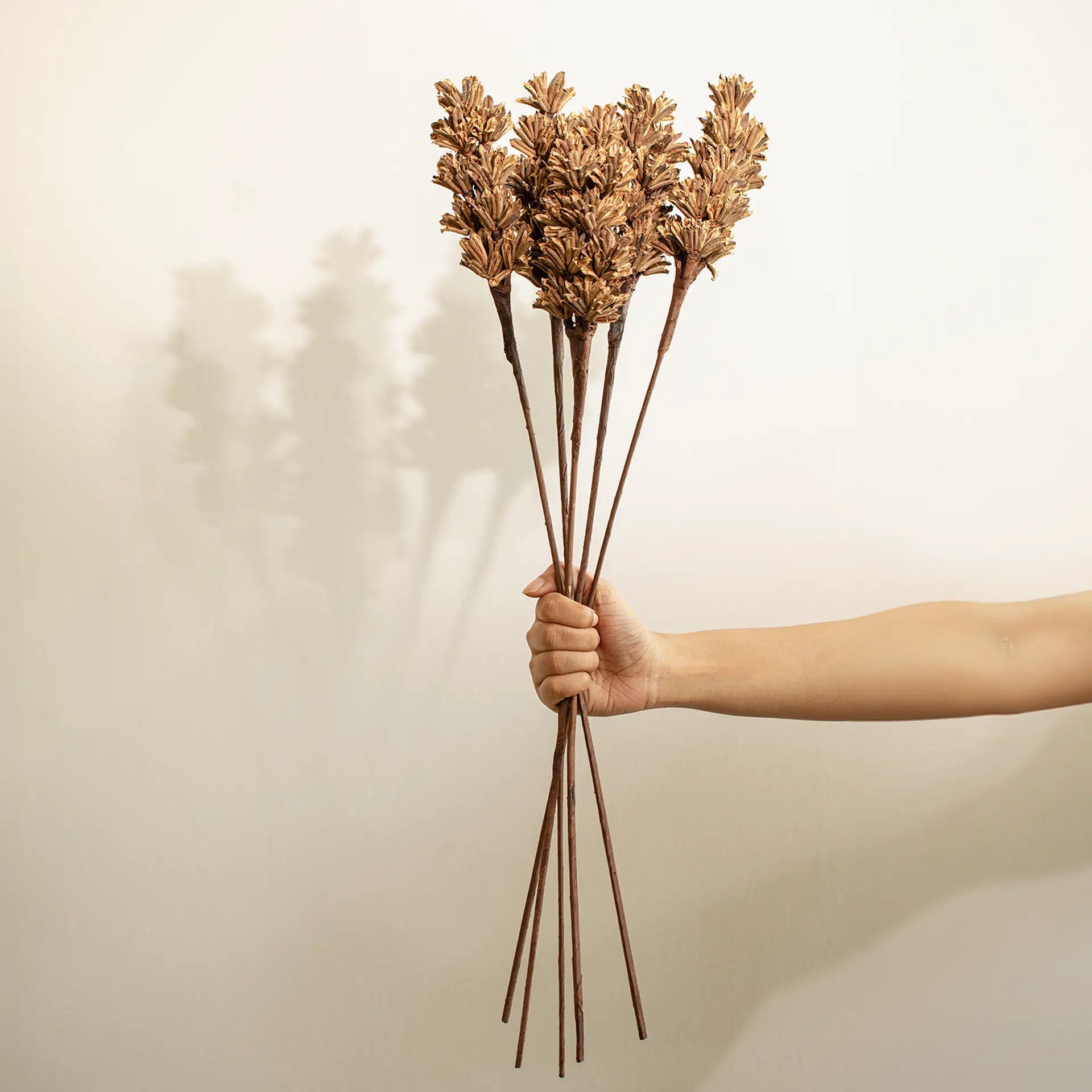 Malar sesame seed brown Set of 5 Plants| Roots Furniture