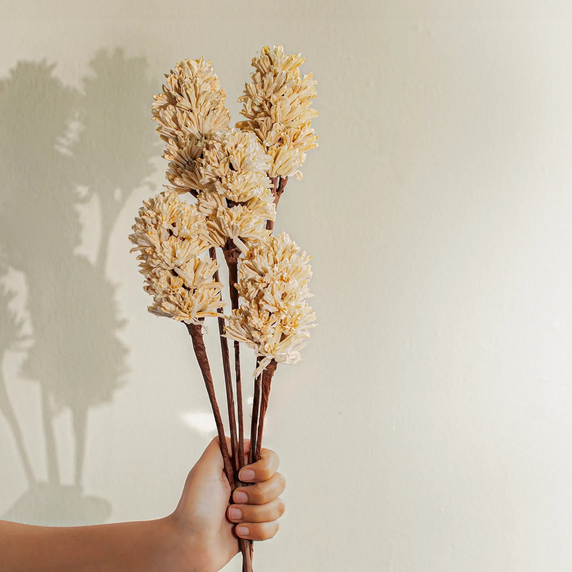 Malar sesame seed white set of 5 Plants| Roots Furniture
