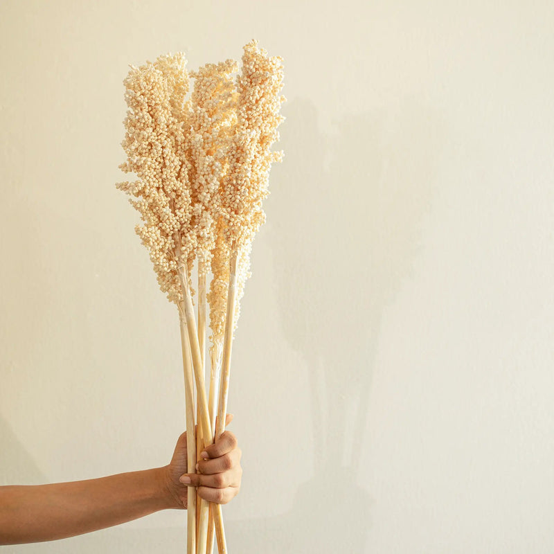 Malar sorghum stem set of 6 - Al Rugaib Furniture