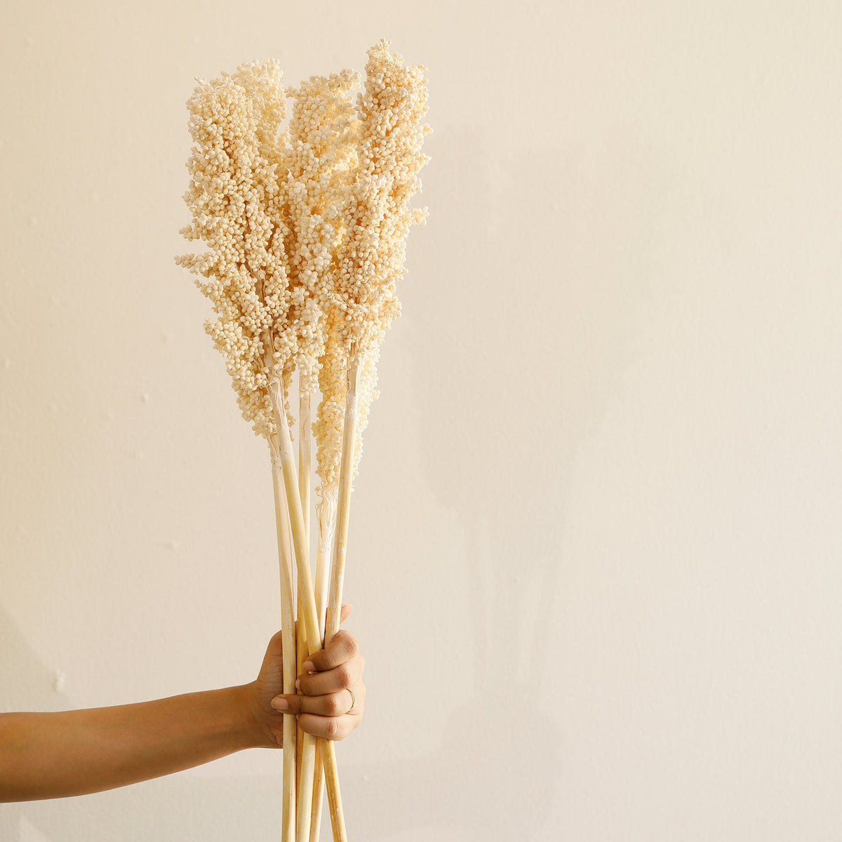 Malar sorghum stem set of 6 Plants| Roots Furniture