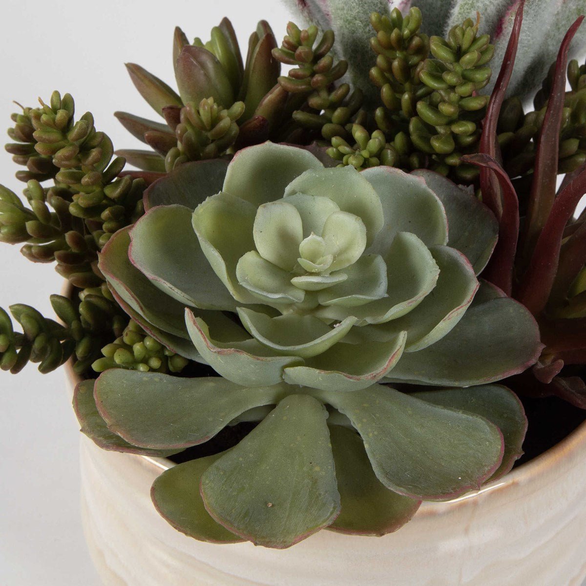 Mesa Succulent Accent Plants| Uttermost