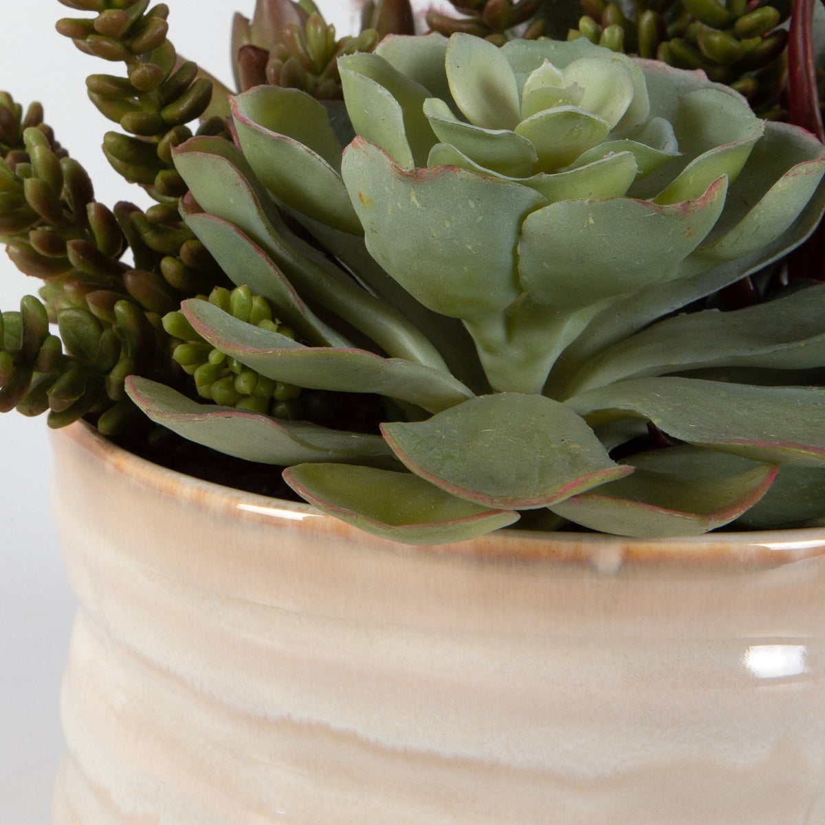 Mesa Succulent Accent Plants| Uttermost