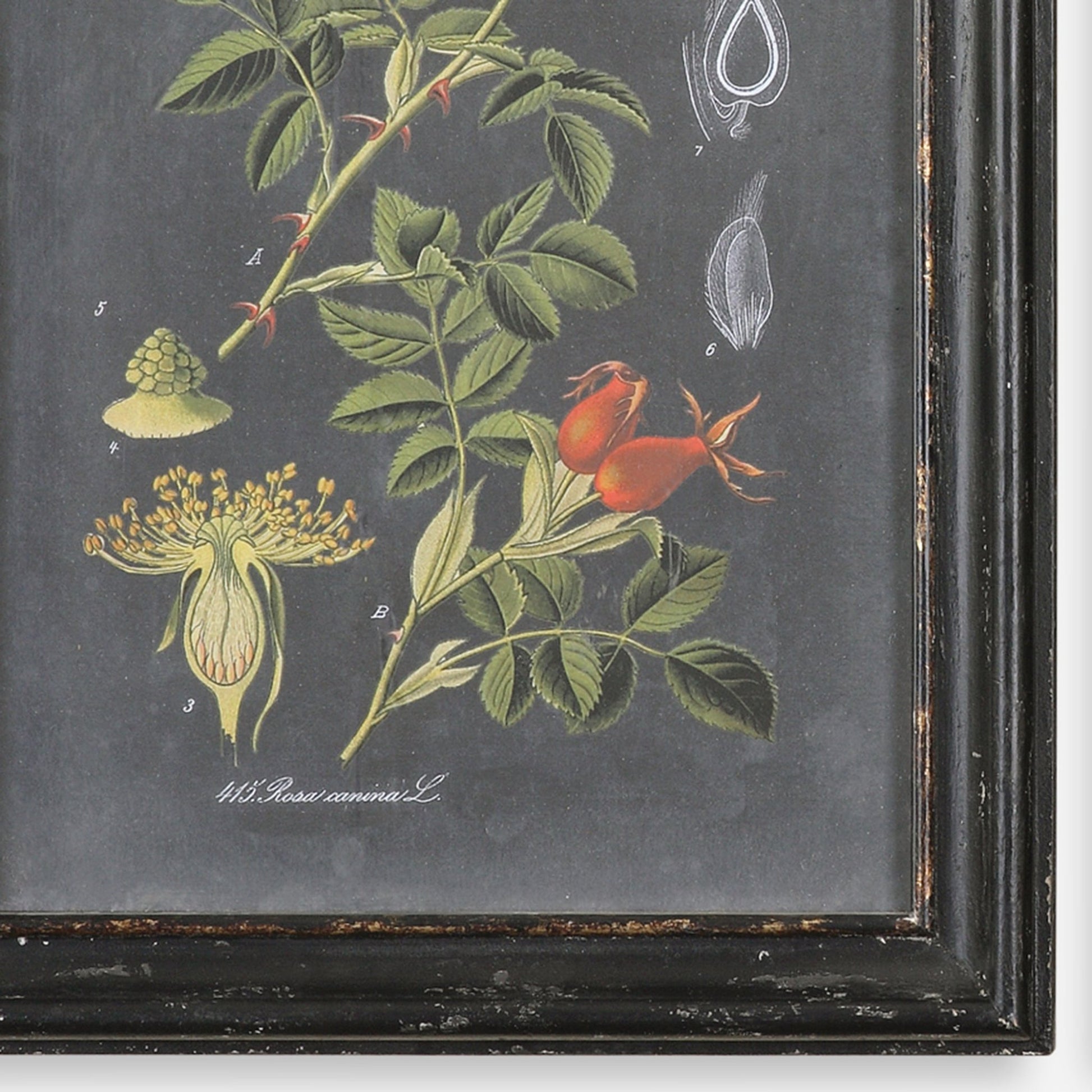 Midnight Botanicals Framed Prints, S/2 Paintings & Pictures| Uttermost