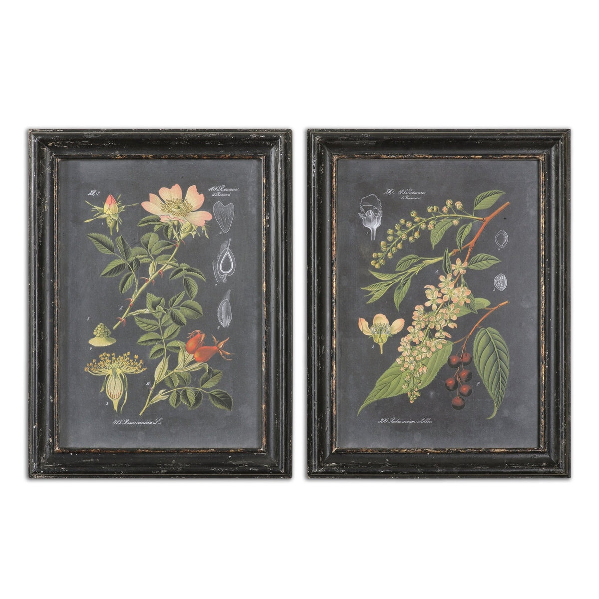 Midnight Botanicals Framed Prints, S/2 Paintings & Pictures| Uttermost