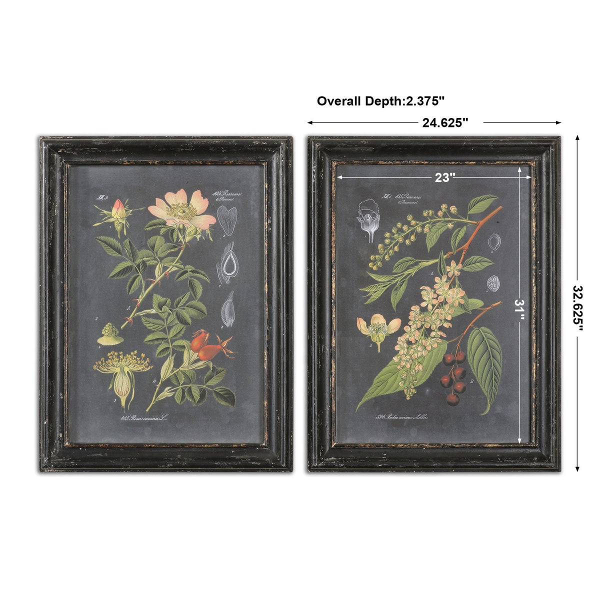 Midnight Botanicals Framed Prints, S/2 Paintings & Pictures| Uttermost