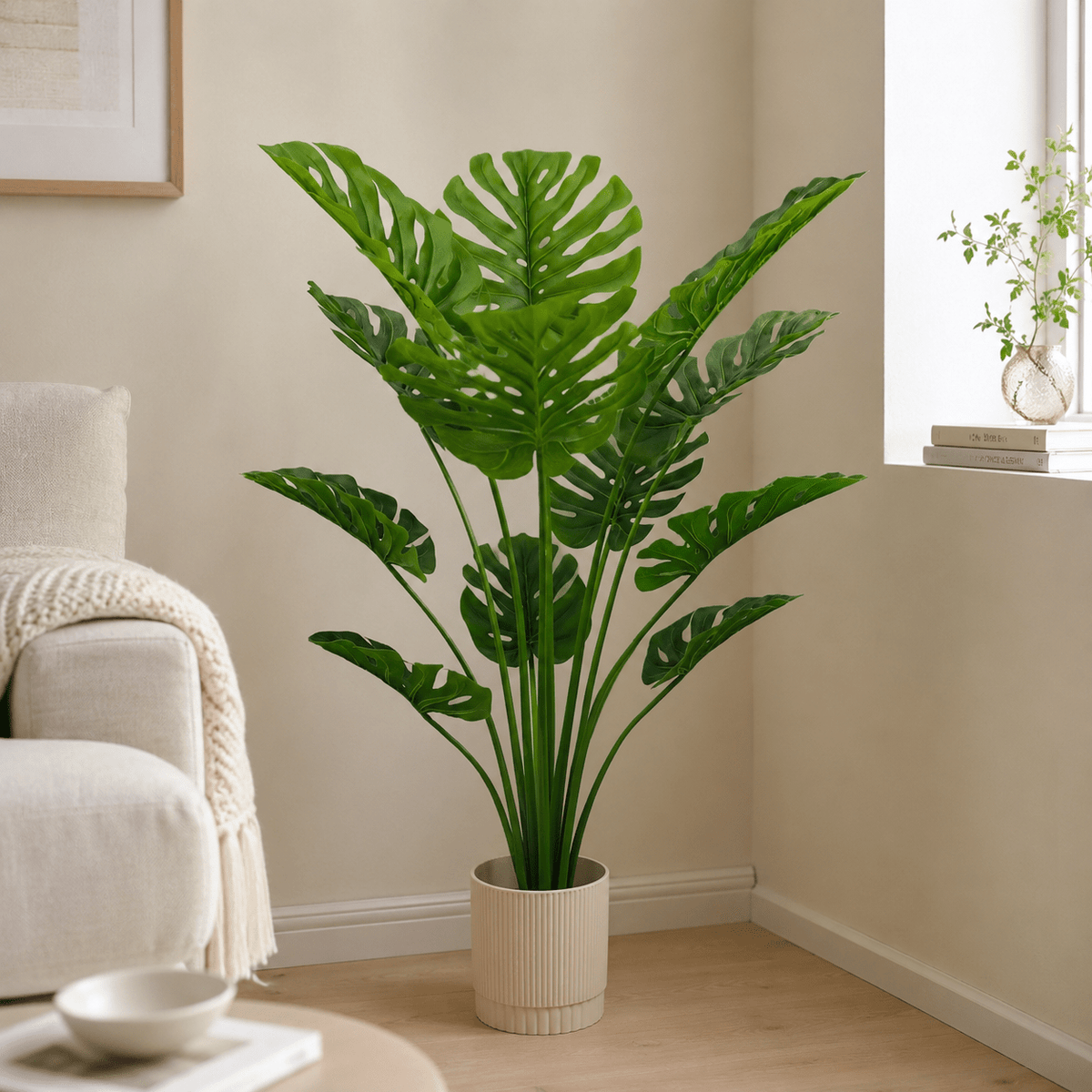 Monstera Plants| Roots Furniture