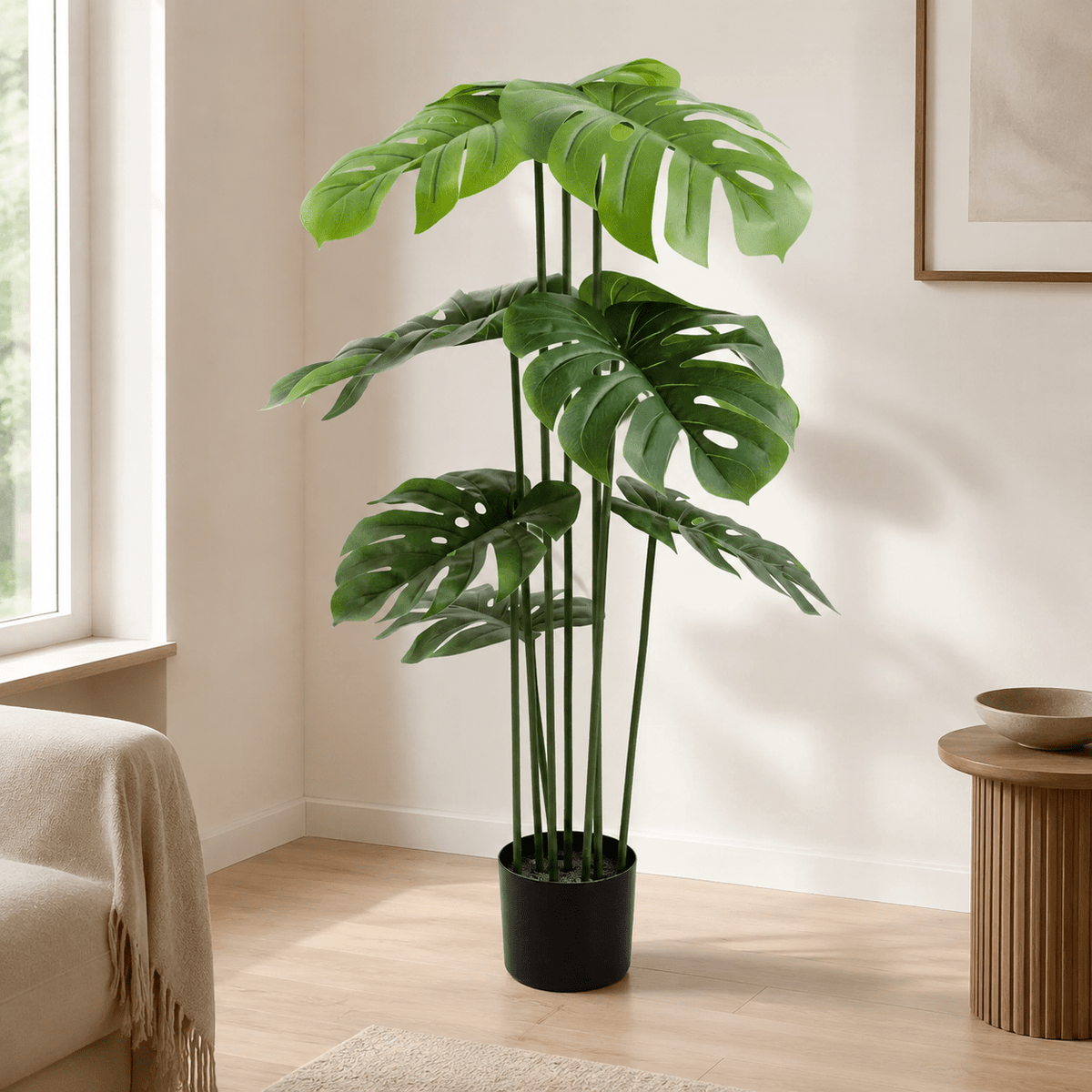 Monstera Plants| Roots Furniture