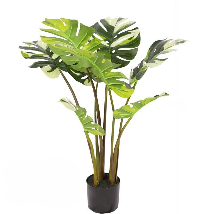 Monstera Plants| Roots Furniture