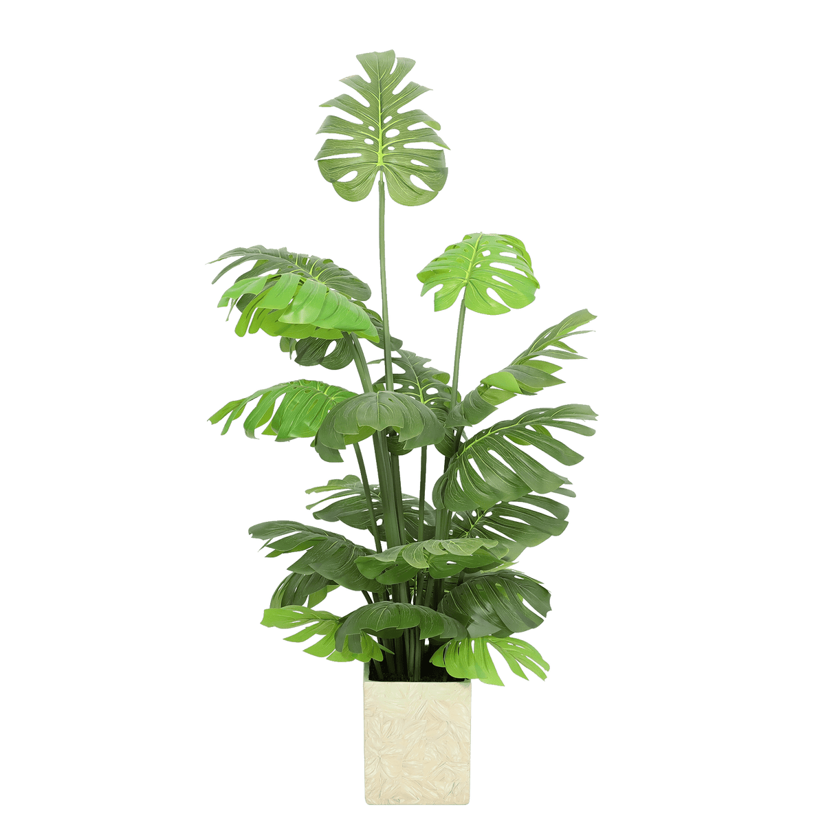 Monstera Plants| Roots Furniture