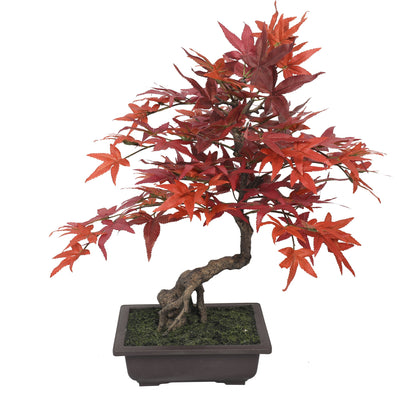 Nice Potted Red Maple 53CM Indoor - Al Rugaib Furniture