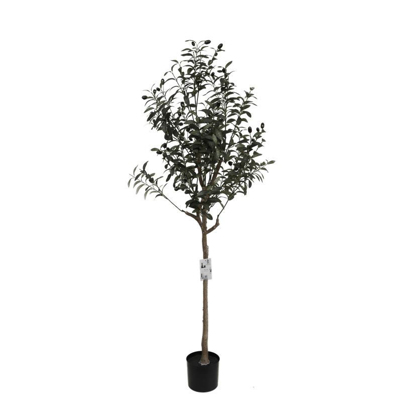 OLIVE TREE - 150cm Plants| Roots Furniture