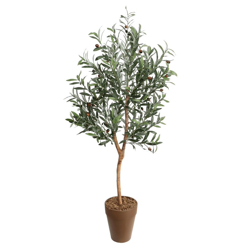OLIVE TREE - Al Rugaib Furniture