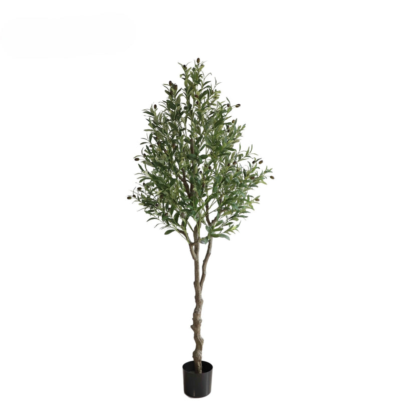 Olive Tree - 180cm - Al Rugaib Furniture