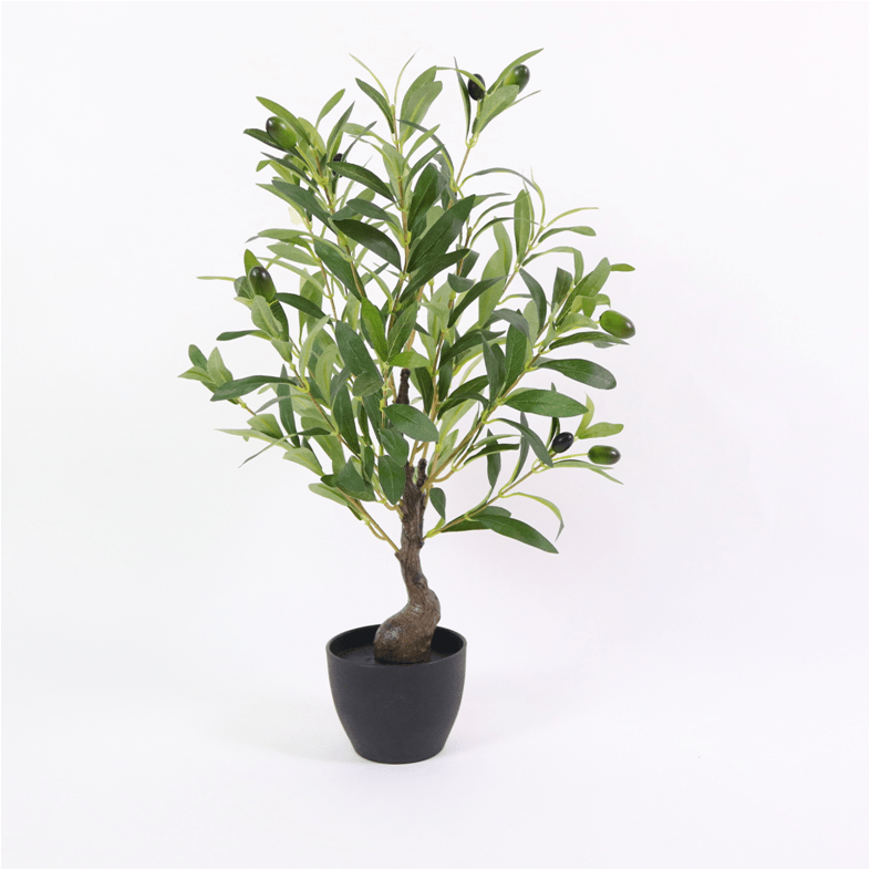 OLIVE TREE - 55cm Plants| Roots Furniture