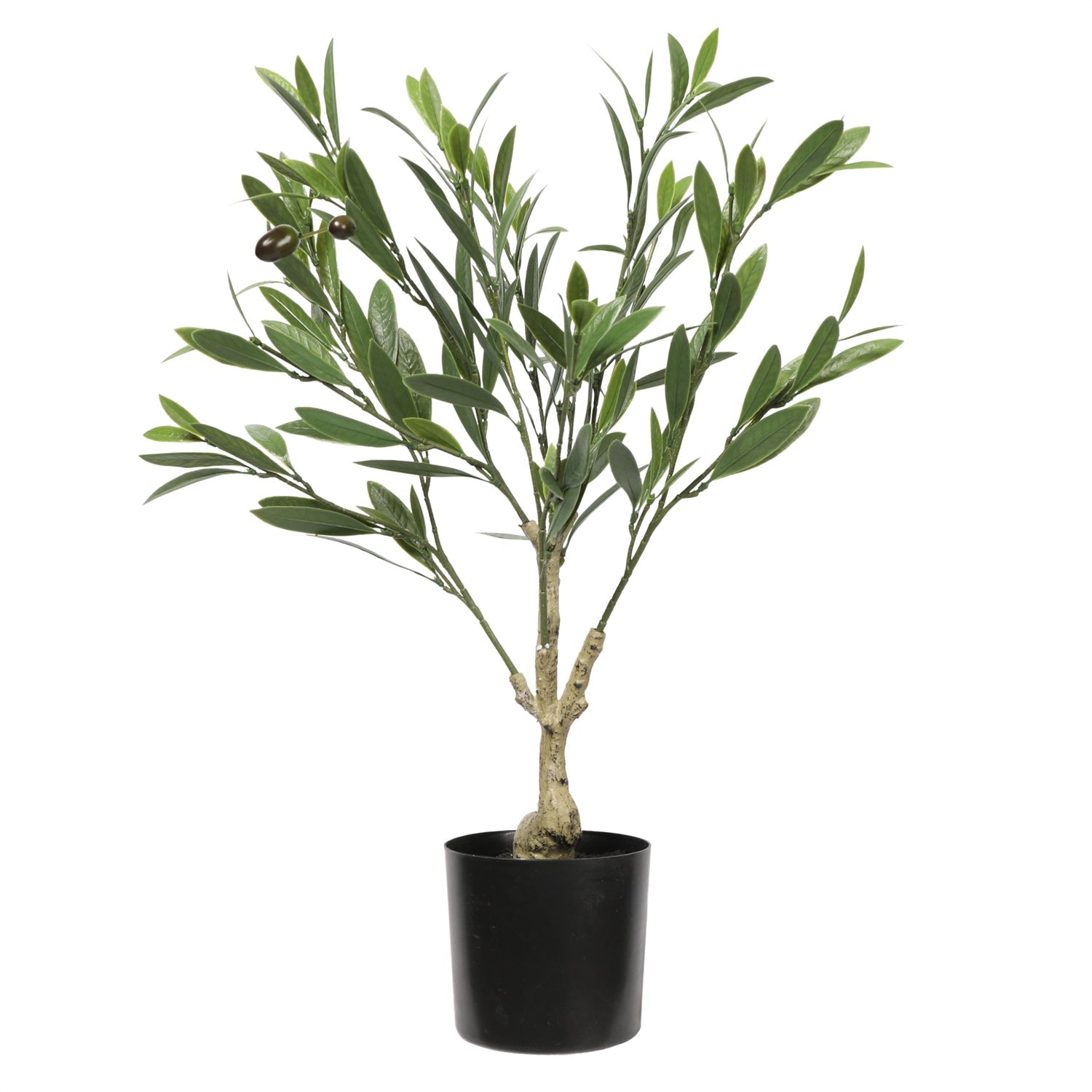 Olive Tree 60CM - Al Rugaib Furniture