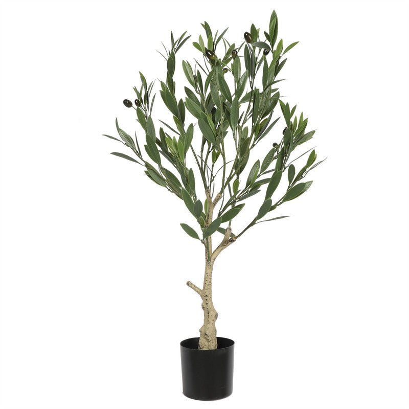 Olive Tree 90CM Plants| Roots Furniture