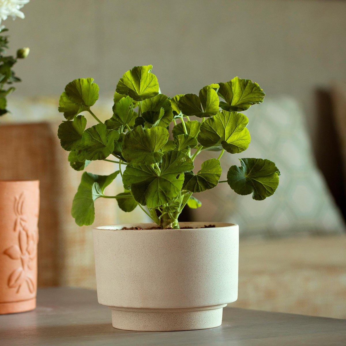 Ort Ceramic Planter (Short) Planter| Roots Furniture