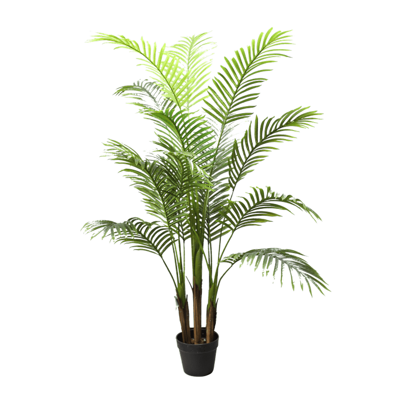 PALM TREE - 150cm Plants| Roots Furniture