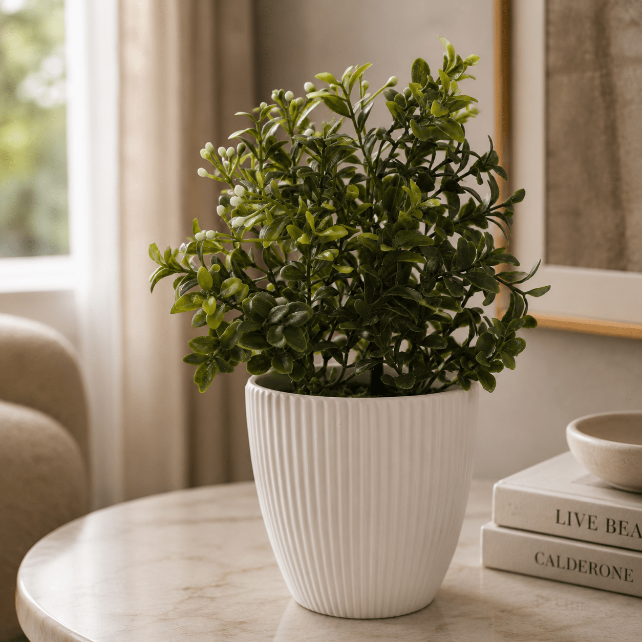 Potted Boxwod with White Flowers 24CM Plants| Roots Furniture