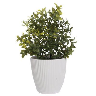 Potted Boxwod with White Flowers 24CM - Al Rugaib Furniture