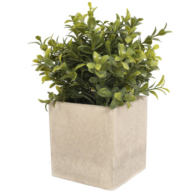 Potted Boxwood 21CM with Square Planter - Al Rugaib Furniture