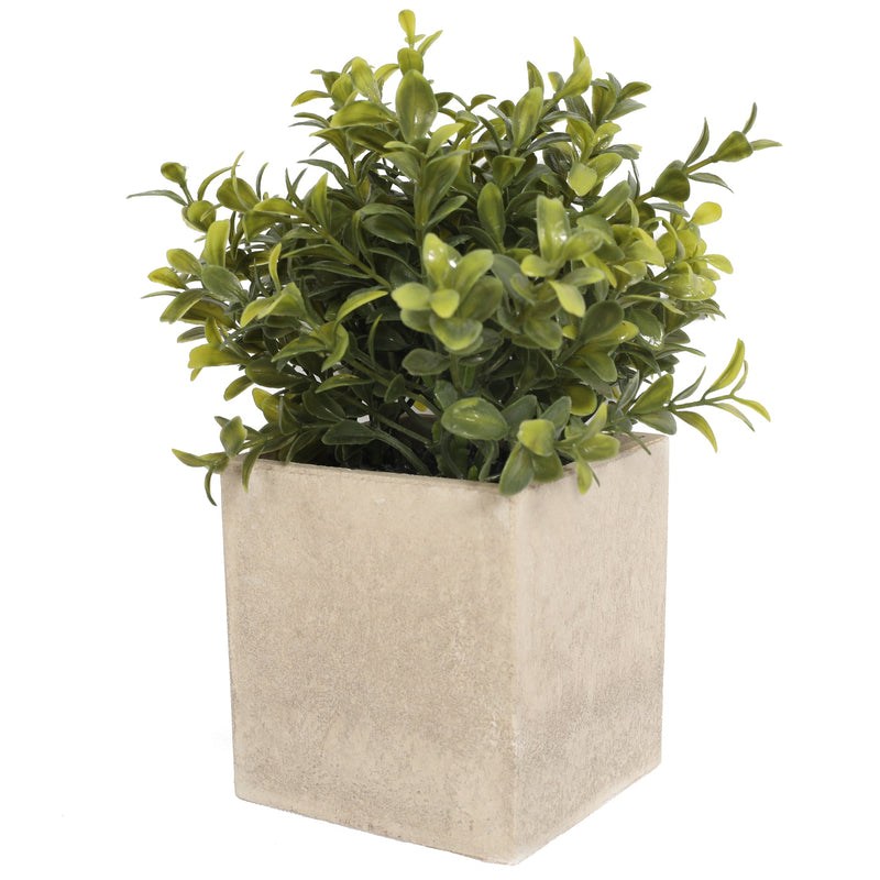 Potted Boxwood 21CM with Square Planter - Al Rugaib Furniture