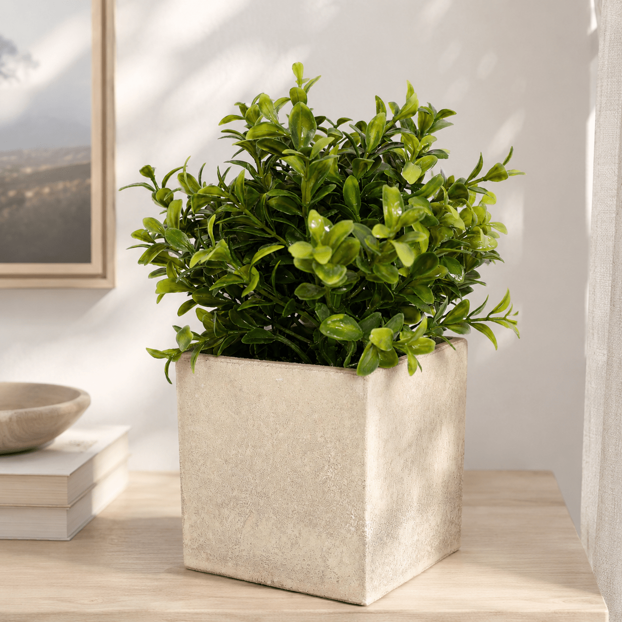Potted Boxwood 21CM with Square Planter Plants| Roots Furniture