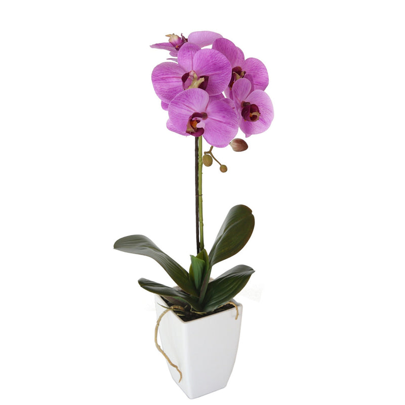 Potted Butterfly Orchid 52CM Height Red Color - Al Rugaib Furniture