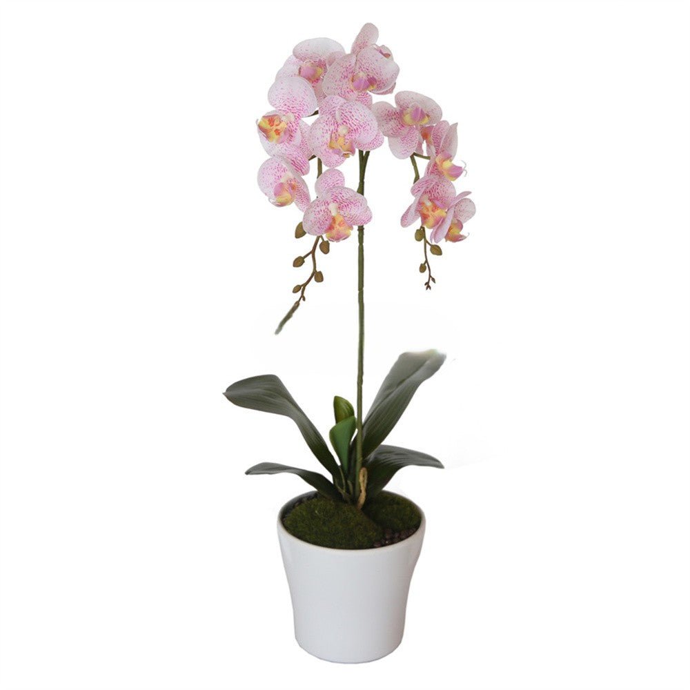 Potted Butterfly Orchid 53CM Height Pink Color Plants| Roots Furniture