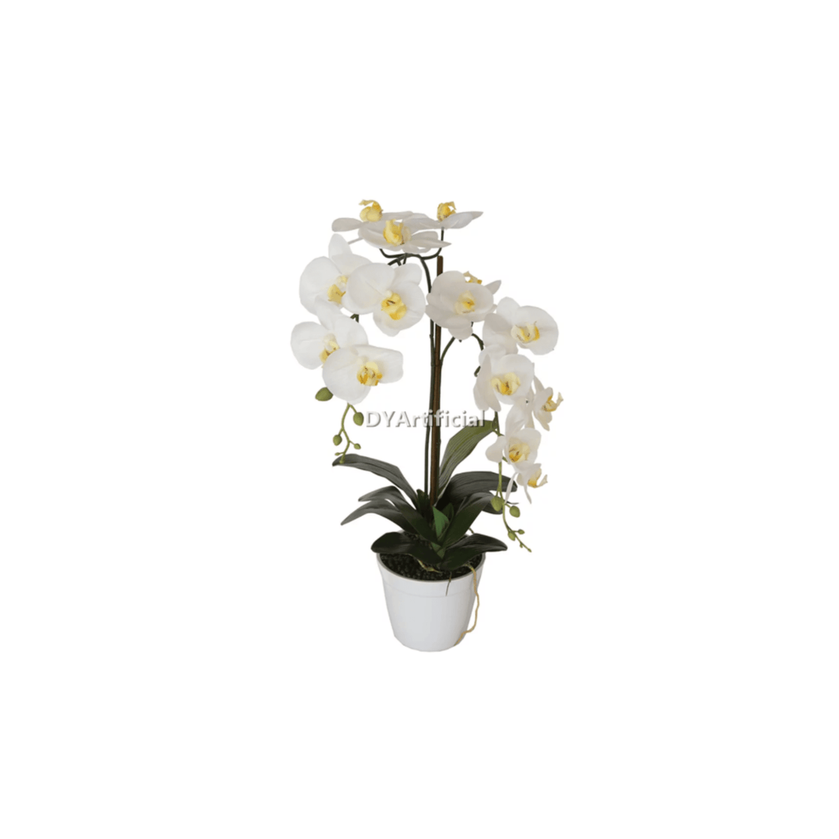 Potted Butterfly Orchid 65CM Height White Color Plants| Roots Furniture