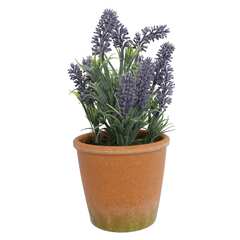 Potted Mini Lavender Plants 29CM - Al Rugaib Furniture