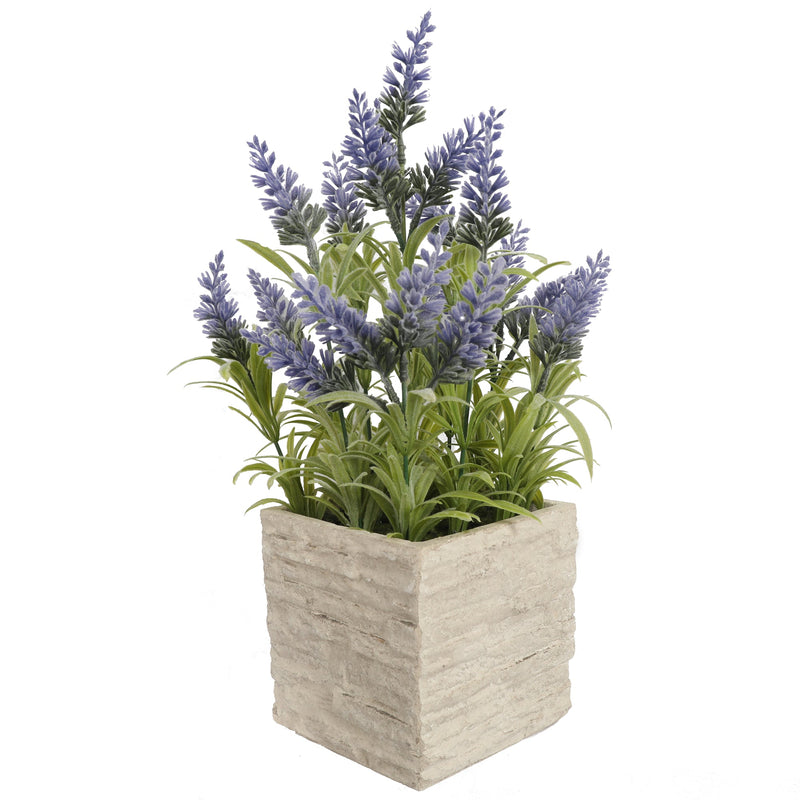 Potted Mini Lavender Plants 36CM - Al Rugaib Furniture