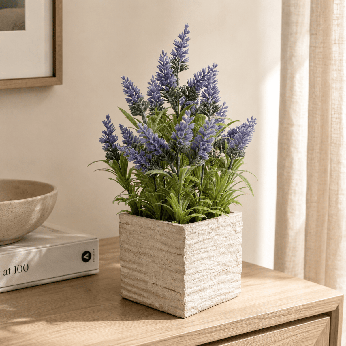 Potted Mini Lavender Plants 36CM Plants| Roots Furniture